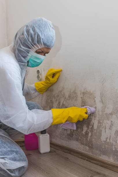 Reliable Calcium, NY Mold Removal Solutions